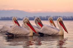 开云体育入口-铁骑踏破孟菲斯丛林，玫瑰绝命绽放定江山