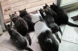 开云体育登录-绿茵与硬木的碰撞，当欧冠的硝烟遇上公牛与凯尔特人的天王山之战