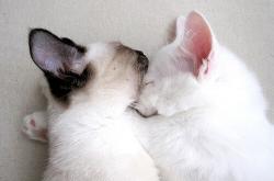 开云体育在线-破界，德甲争冠夜的嘶吼与英格拉姆新高的静默冰火双极