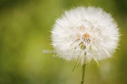 开云体育入口-公牛王朝的印证与布伦森的统治时刻，竞技场上的王者基因