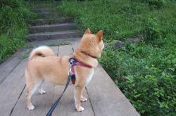 开云体育登录-当巨人倒下，安哥拉爆冷拜仁，伊布书写足球唯一性的史诗