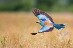 开云体育入口-绿军新王首秀绝杀湖人，哈登一球终结所有质疑