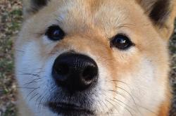 开云sport-绿茵场上的西决生死战，奥地利惊天翻盘多特蒙德纪实