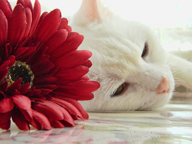 足球版块碰撞，那不勒斯火山熔蚀皇马大陆，罗德里绘制全新地质图