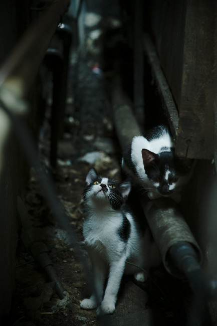 冷锋过境,当楚阿梅尼在亚洲战车中崛起—复盘韩国队颠覆德意志的统帅之夜