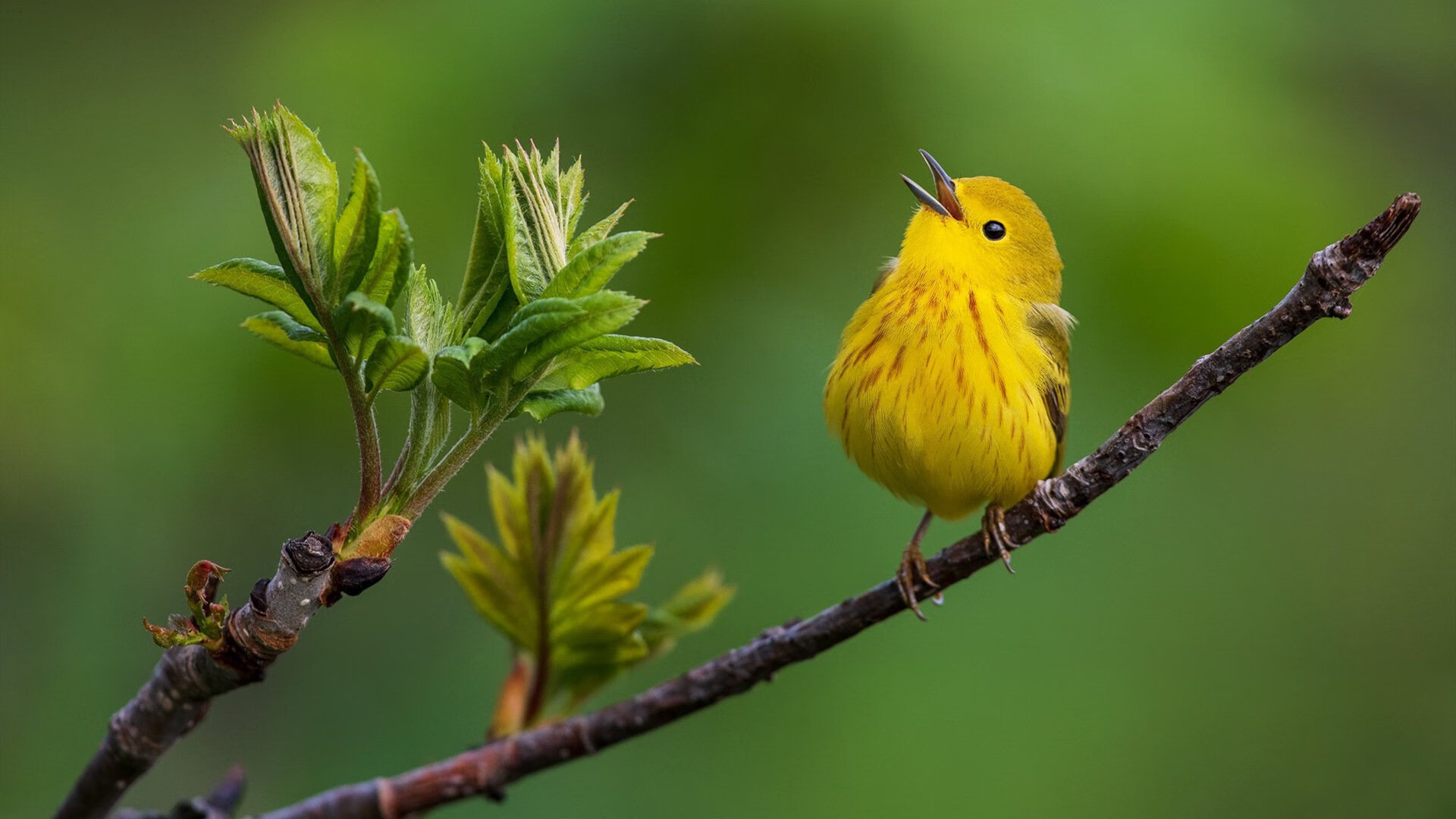 冷门夜！刺客拉梅洛末节独舞斩落天山，山西队一战改写剧本