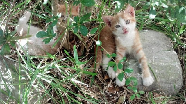 千古奇阵!他取恺撒之名行米兰复兴之事