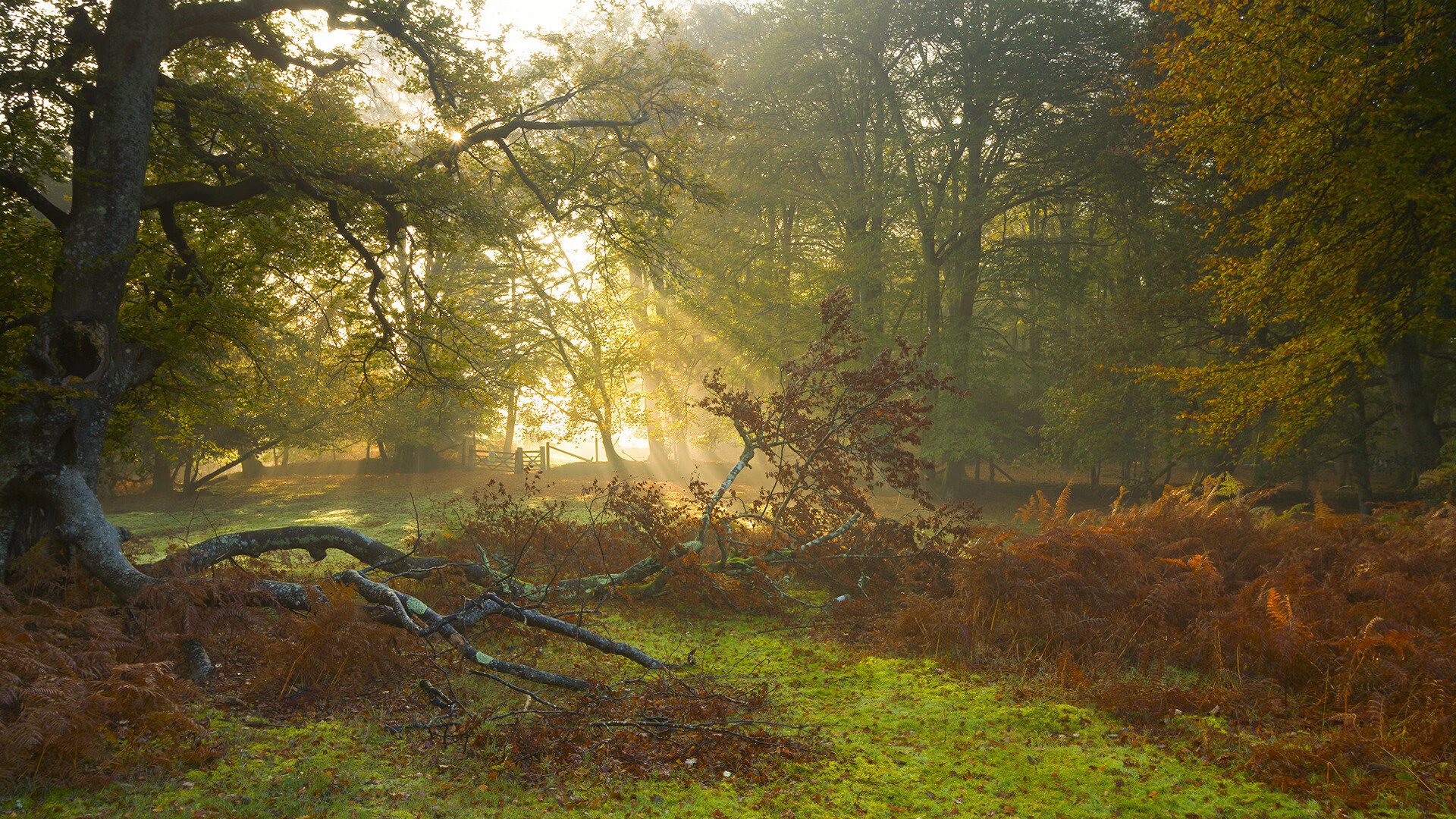 非你莫属的时刻，当历史选中马丁内利与紫百合的血性