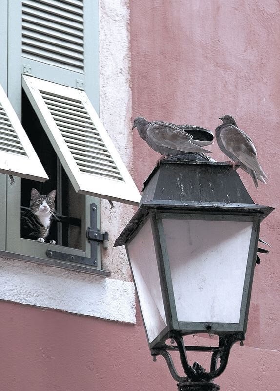 尼斯官子胜日本,哈兰德抢七定江山