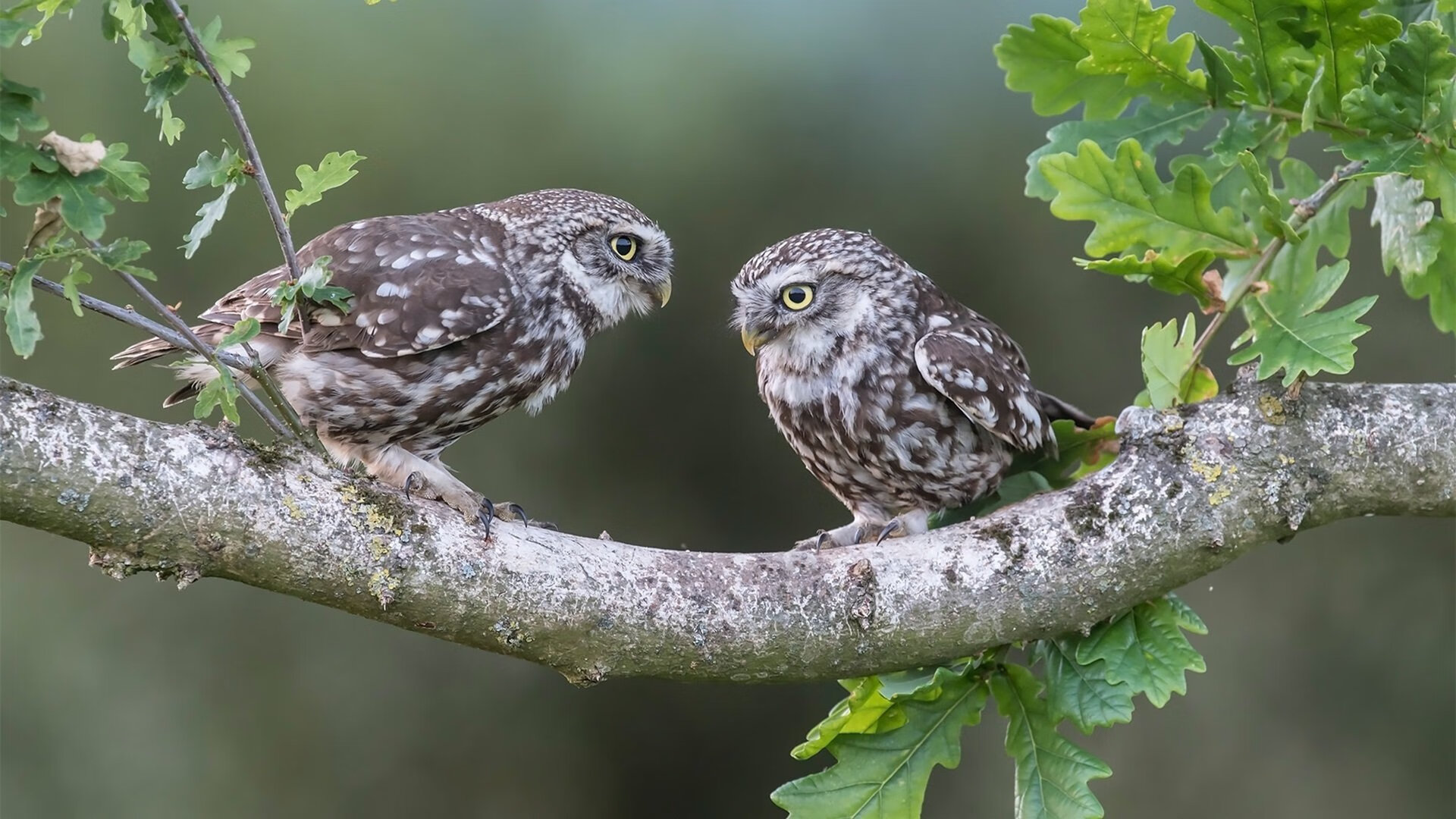 埃及节奏引领荷兰足球革新，德里赫特化身关键先生定乾坤