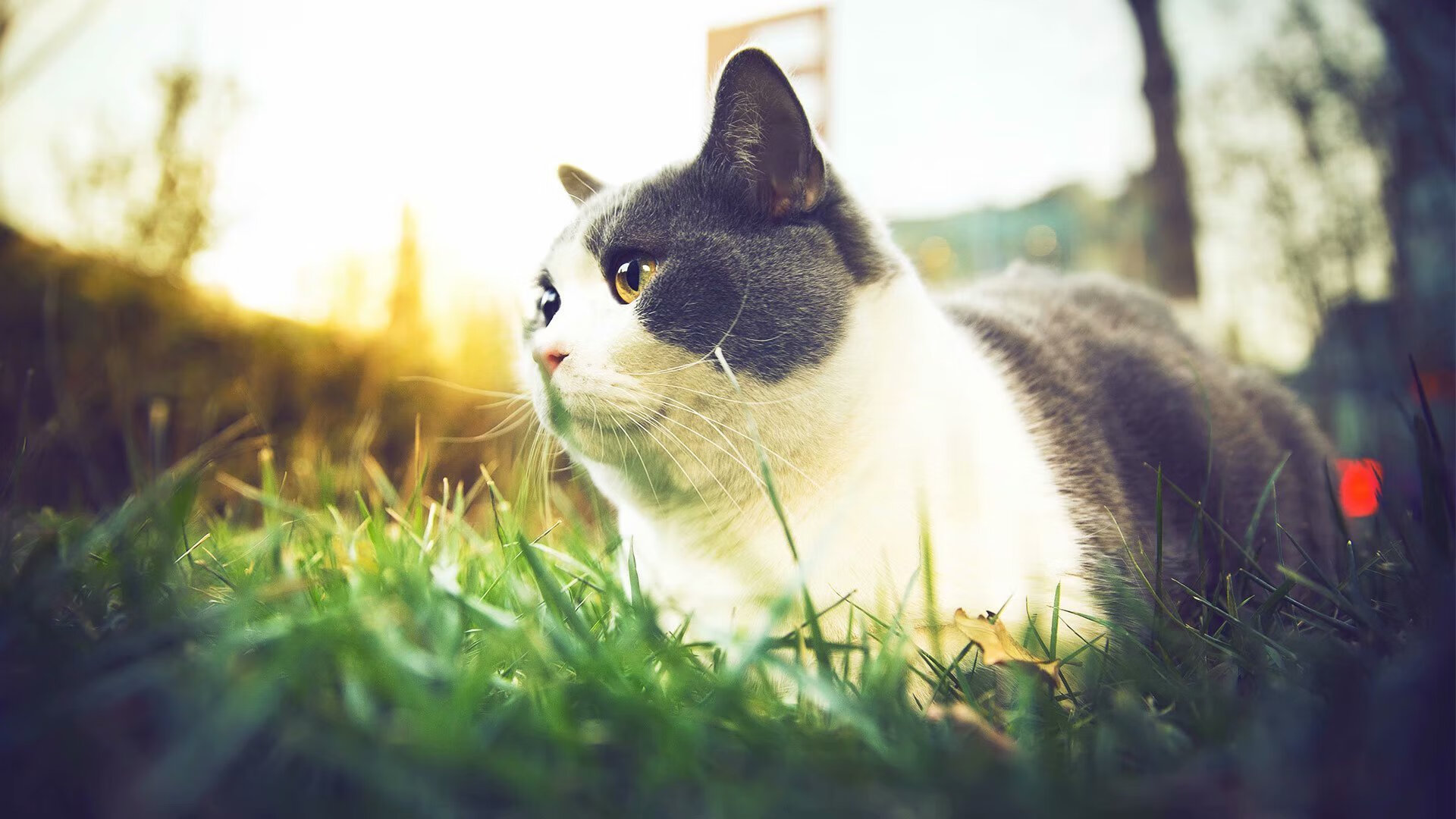 埃及节奏引领荷兰足球革新，德里赫特化身关键先生定乾坤