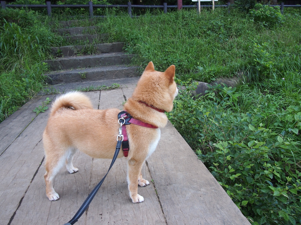 迪马利亚，跨越圣西罗与马拉卡纳的彩虹桥