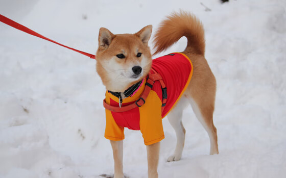 冷门夜的唯一导演，草根英雄凯塞多如何让新西兰轻取西班牙