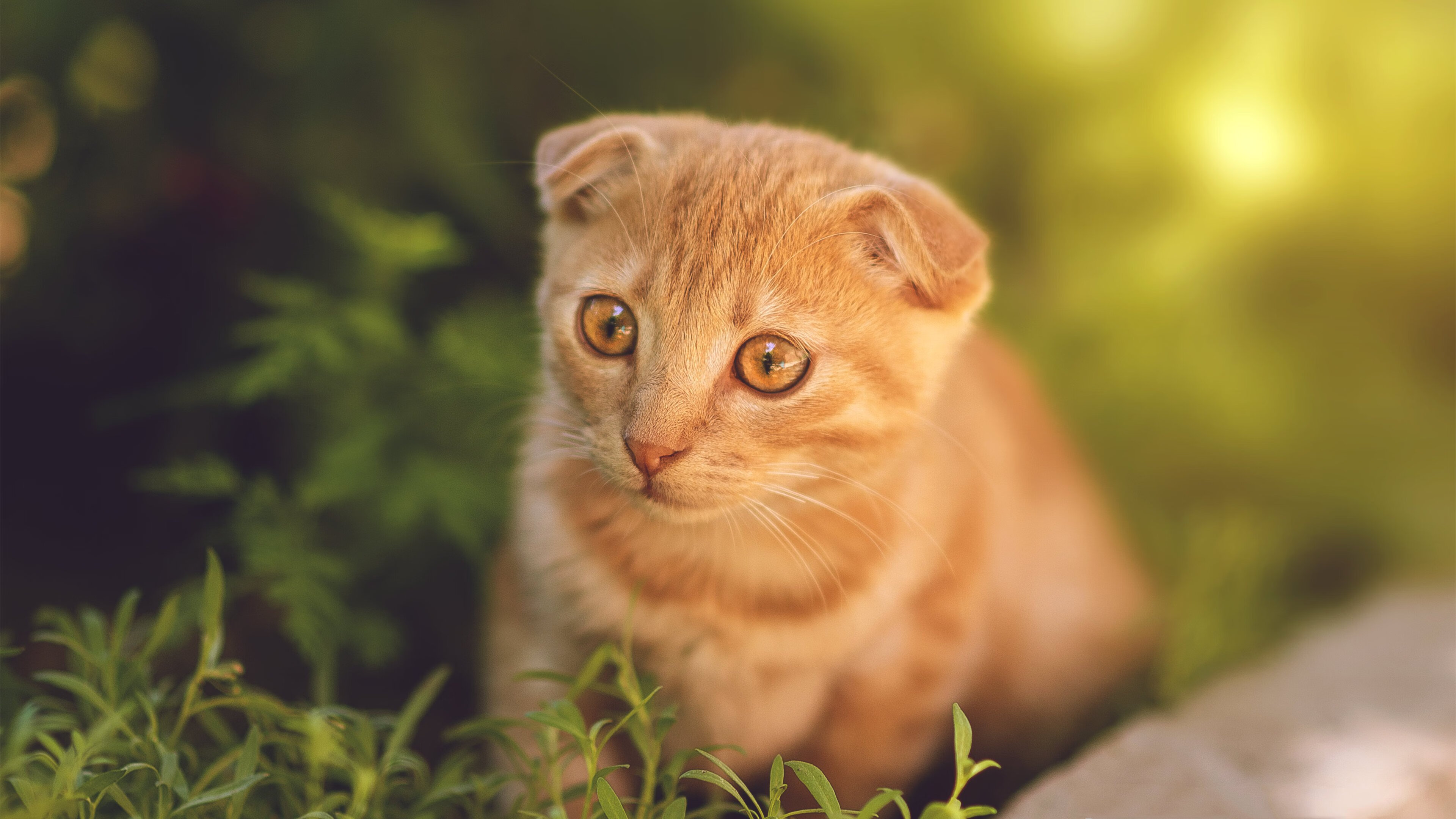 范弗利特魔盒突然开启！掘金惊涛骇浪中强势锁定胜局