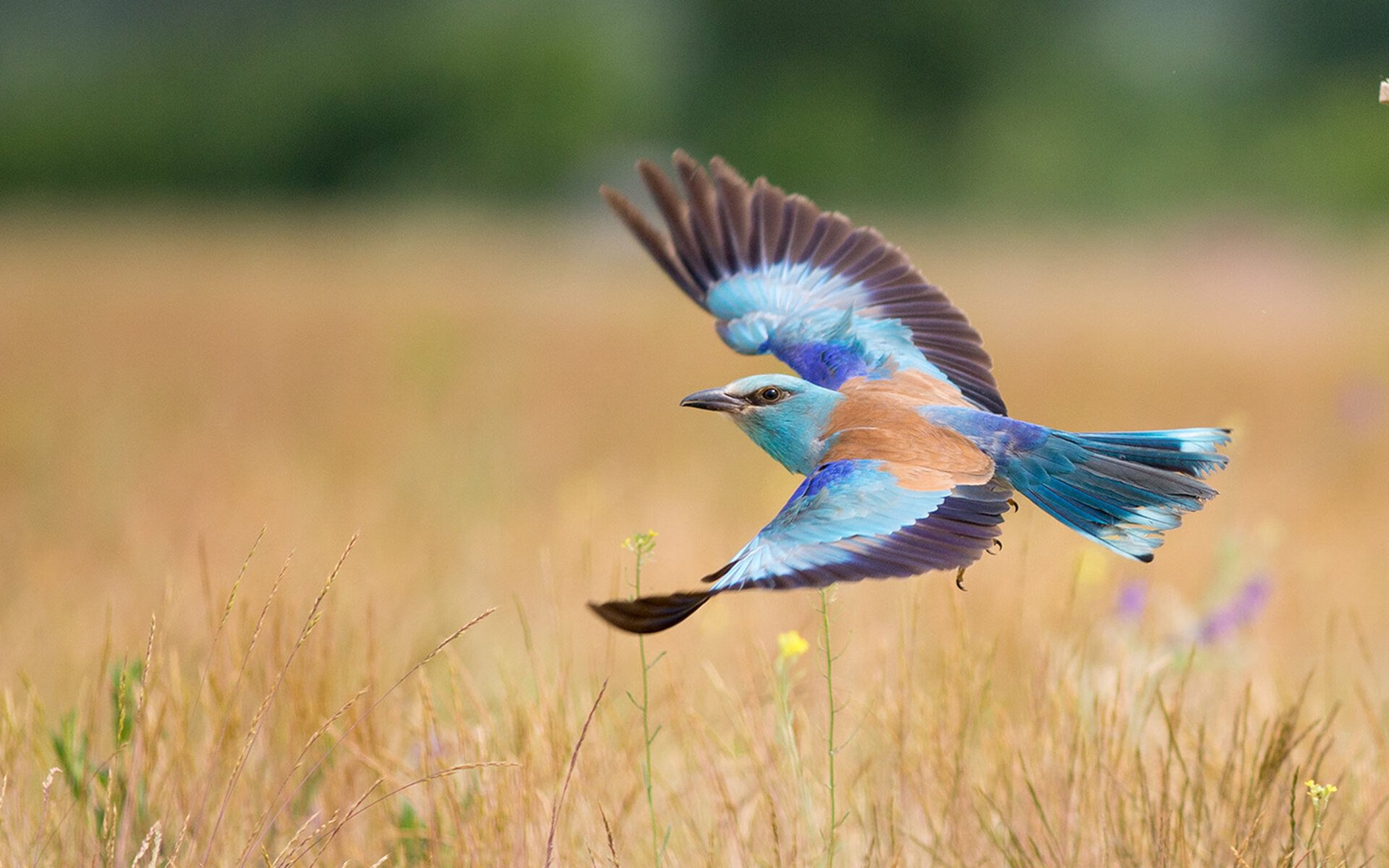 末节之王！拉梅洛20分统治生死时刻，爵士逆转热火锁定季后赛