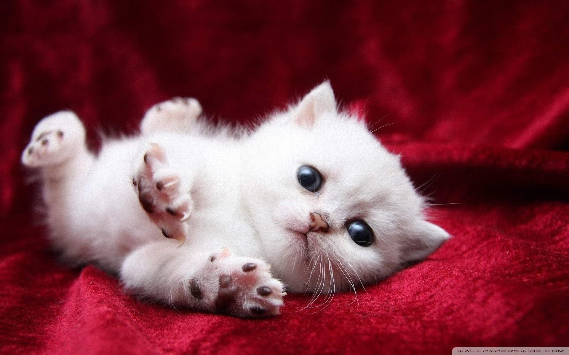 亚平宁的焰火与德意志的齿轮，当凯恩成为文艺复兴的最后一支画笔