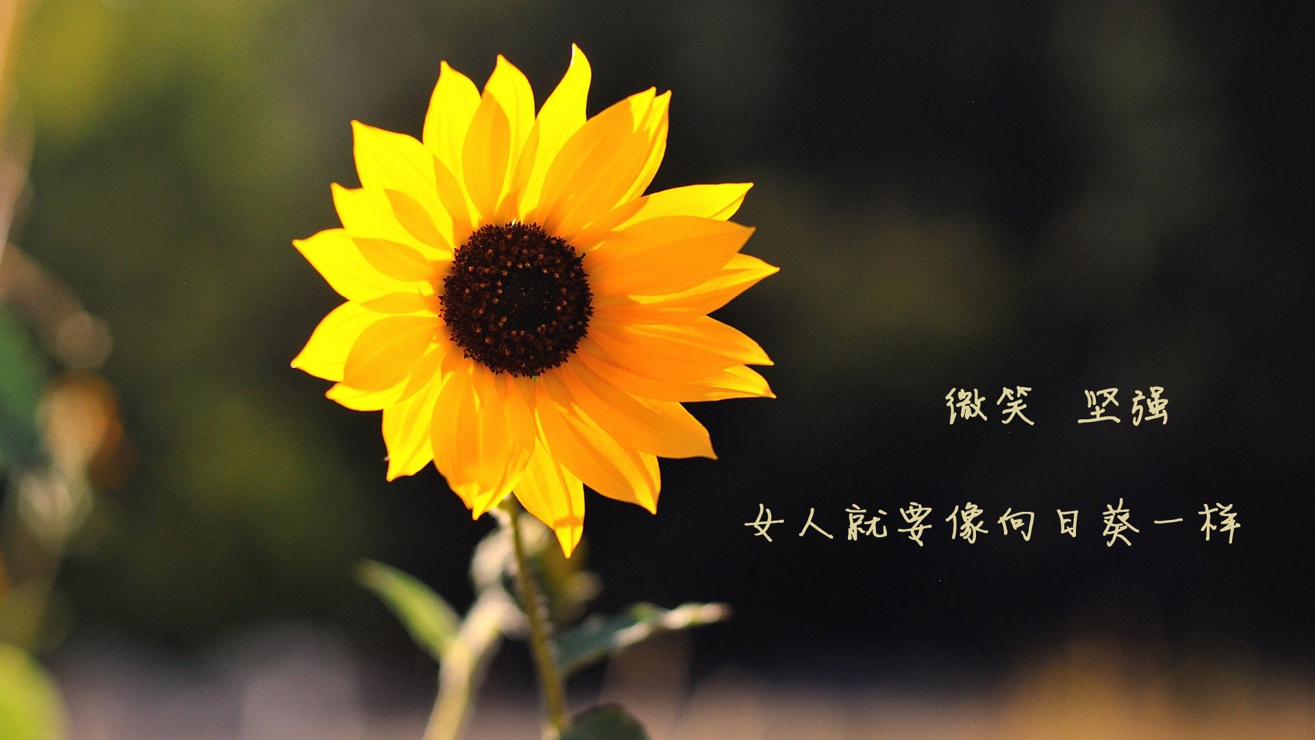 足球的辩证法，智利防守秩序美学与C罗独舞