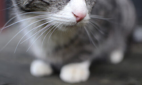 当诺坎普遇见甲骨文，库有引力如何回应国家德比的震撼